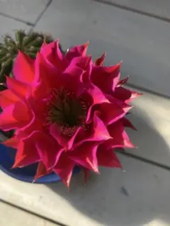 花サボテン　赤花短毛丸カキコのサムネイル
