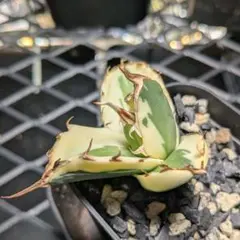 2025年最新】スナグルトゥース 子株の人気アイテム - メルカリ