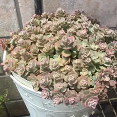 ６月いっぱい♡赤葉日高ミセバヤ カット苗 多肉植物 赤葉日高ミセバヤ カット苗12本 - メルカリ