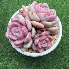 ニア様 リクエスト 3点 まとめ商品