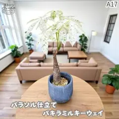 2025年最新】パキラパラソル仕立て・・の人気アイテム - メルカリ