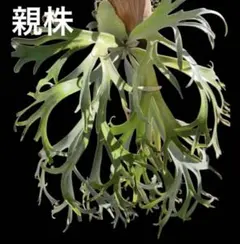 ビフルカッムcv.オールド 手をかけなくても格好良く成長します - メルカリ