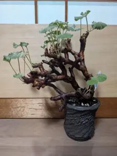 2025年最新】soel 鉢の人気アイテム - メルカリ