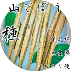 山ごぼうの種　【固定種】【無消毒】　メルカリ便で届くの種①