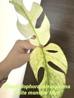 hinanami様 リクエスト 2点 まとめ商品