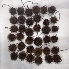 もみじばふうの実　（アンバーバーム）36個