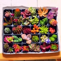 【PP30 G25VK紫きのこピック】多肉植物　ミニミニカット苗　30マスのサムネイル