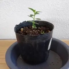 レッドストロベリーグァバ　苗　実生　グアバ