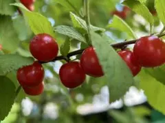 高級さくらんぼ 『紅秀峰』 収穫したて L、LLミックス 1kg バラ - メルカリ