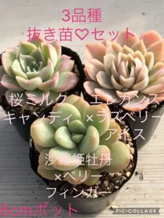 香桜✿様 リクエスト 2点 まとめ商品