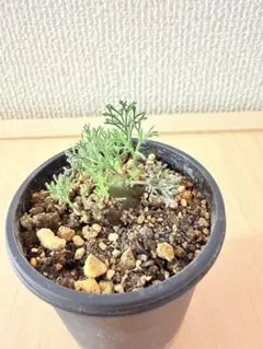 2026年最新】モンソニアの人気アイテム - メルカリ