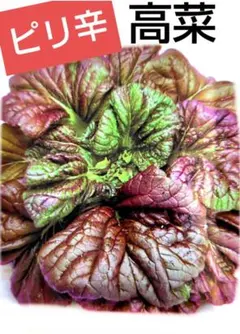 大森 教子様 リクエスト 5点 まとめ商品