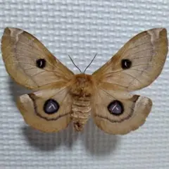 美品！ セクロピアサン 薄色で小型のメス 蛾 標本 - メルカリ