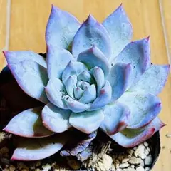 多肉植物❣️ブルーバード❣️韓国苗育成 抜き苗 f153のサムネイル