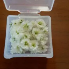 かすみ草ドライフラワー　花材 ホワイト　　40個　　(149)