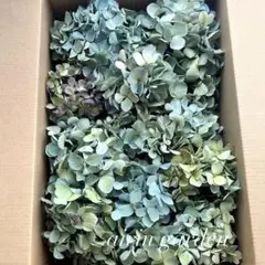 2026年最新】秋色紫陽花の人気アイテム - メルカリ