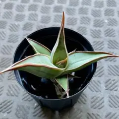 2025年最新】サンセベリア ピングイキュラの人気アイテム - メルカリ