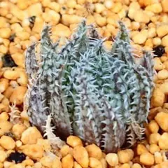 あったか様 リクエスト 3点 まとめ商品