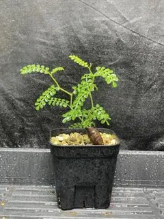 m*a様 H474 多肉植物 オペルクリカリア・パキプス実生 大株【落ち葉