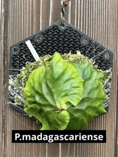 よ*へ様 ビカクシダ　胞子培養　P.madagascariense マダガスカリのサムネイル