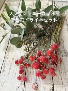 フレッシュユーカリ３種＊千日紅＊ドライフラワー花材セット