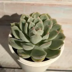 シムランスラグナサンチェス×月影の宵☆③☆実生苗☆交配苗☆多肉植物☆エケベリア