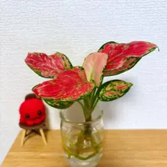 glassさま専用【宝石のような彩り13】アグラオネマ・ビューティ