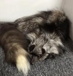 ファーマフラー　ストール　フォックスファー　マフラー　シルバーフォックス　襟巻き