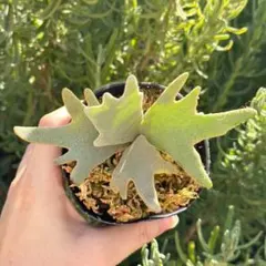 2026年最新】jade girlの人気アイテム - メルカリ