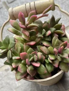 2025年最新】多肉植物桜吹雪の人気アイテム - メルカリ