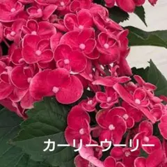 紫陽花 カーリーウーリとディープレッド各1苗のサムネイル