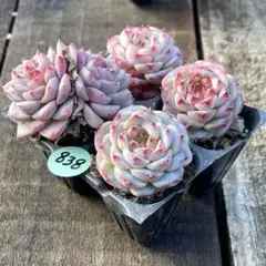 Bee☆即購入OK☆様 リクエスト 3点 まとめ商品