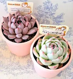 2026年最新】ファームパルクの人気アイテム - メルカリ