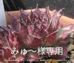 みゅ～様専用　Sempervivum　センペルビブムのサムネイル
