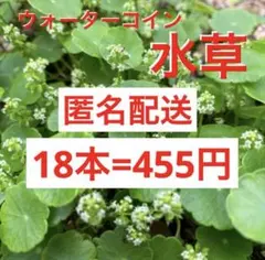 18n4☆メダカ喜ぶ☆増えるウォーターコイン☆ウォーターマッシュルーム☆ 水草のサムネイル