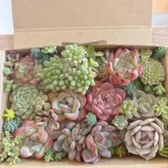 ゆうゆうメルカリ便　多肉植物　カット苗とセダム寄せ植えセット