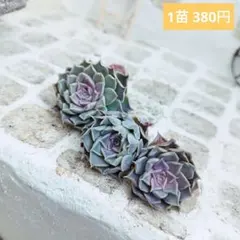 2025年最新】多肉植物販売の人気アイテム - メルカリ