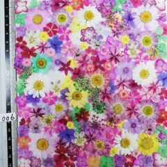 押し花素材　N1006 ノースボール ビオラ 紫陽花　バーベナ 小花　 押し花