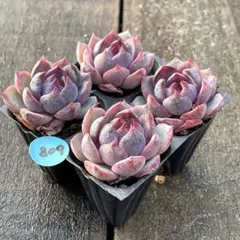 くう様 リクエスト 2点 まとめ商品