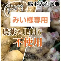 みい様専用　生姜親子セット