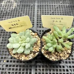 札なし　ももも　ラムネ　つぶつぶ屋のサムネイル