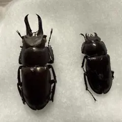 キンオニ クワガタ対馬産▫♂♀ペア。 ❰特大サイズ❱ ワイルド - メルカリ