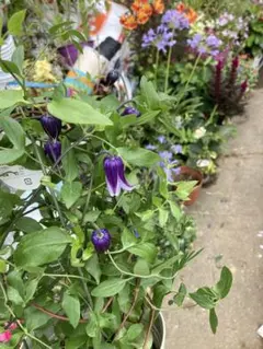 ロウグチ　クレマチス 鉢植え 濃紫色のベル型花五号宅配本州限定関西までのサムネイル