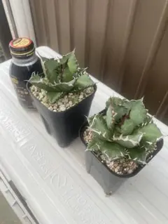 2025年最新】チタノタ 姫厳竜の人気アイテム - メルカリ