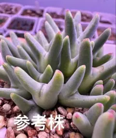 Conophytum bilobum aff .EA272 Rietkloof - メルカリ