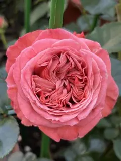 薔薇　バラ苗　接木苗　入手困難　Bella trendsetterのサムネイル