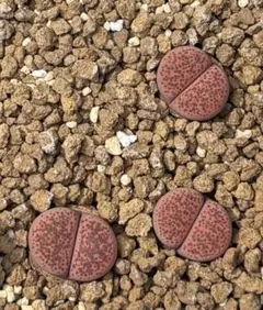 ダイスケ様 リクエスト 3点 まとめ商品