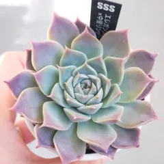 2025年最新】エレガンスラパスの人気アイテム - メルカリ