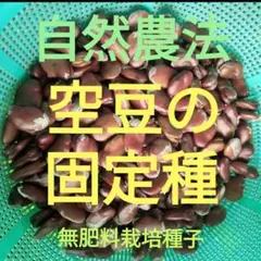 2025年最新】そら豆 初姫 種の人気アイテム - メルカリ