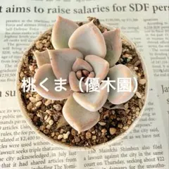 2026年最新】優木園の人気アイテム - メルカリ